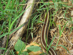 Lygophis dilepis