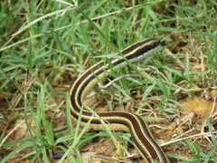 Lygophis dilepis