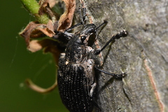 Ithycerus noveboracensis