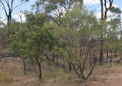 Acacia leptostachya