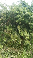 Magnoliopsida