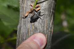 Ithycerus noveboracensis