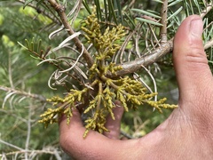 Arceuthobium americanum