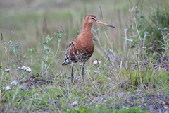 Limosa limosa islandica