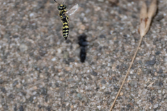 Philanthus pacificus