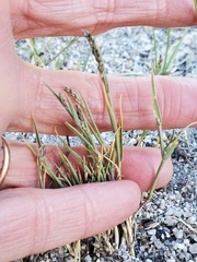 Muhlenbergia richardsonis