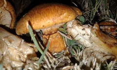 Gymnopilus junonius