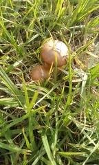 Gymnopilus junonius
