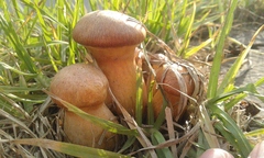Gymnopilus junonius