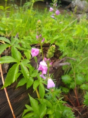 Sidalcea neomexicana