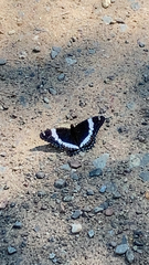 Limenitis arthemis