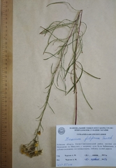 Hieracium umbellatum filifolium
