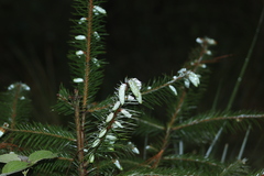 Abies religiosa