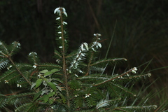 Abies religiosa