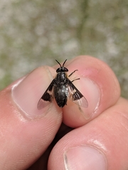 Chrysops cincticornis