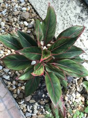 Angiospermae