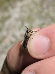 Chrysops cincticornis