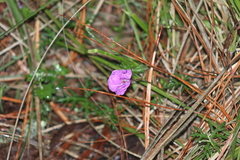 Geranium potentillifolium