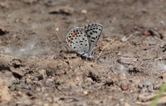 Euphilotes heracleoides