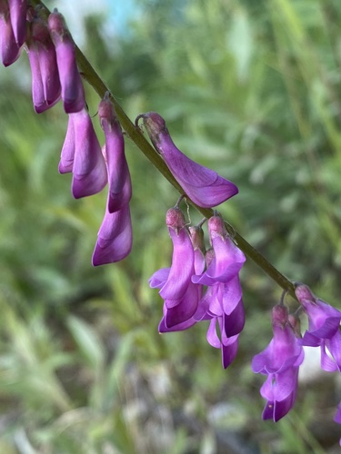 Alpine Sweet-vetch