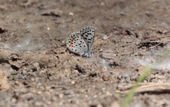 Euphilotes heracleoides