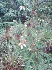 Abies religiosa