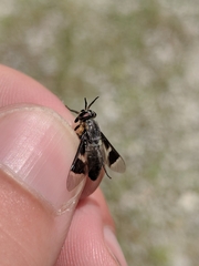 Chrysops cincticornis