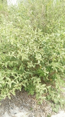 Magnoliopsida