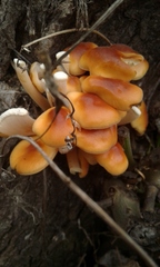 Hypholoma