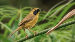 Geothlypis flavovelata