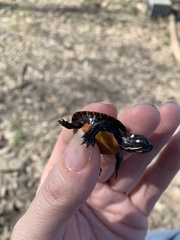 Chrysemys picta picta