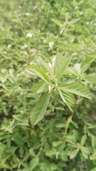 Magnoliopsida