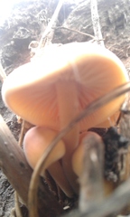 Hypholoma