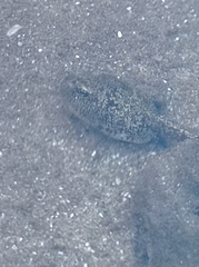 Bufo spinosus