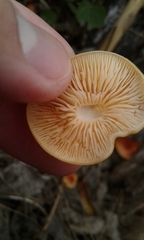 Hypholoma