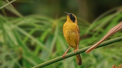 Geothlypis flavovelata