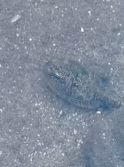Bufo spinosus