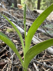 Platanthera unalascensis