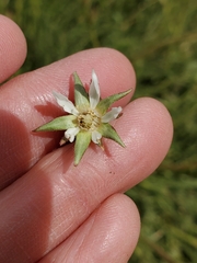 Horkeliella congdonis