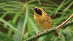 Geothlypis flavovelata