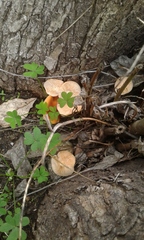 Hypholoma