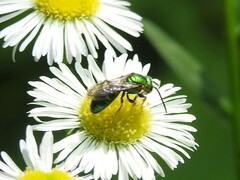 Augochlorini