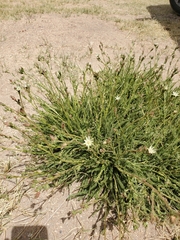 Horkeliella congdonis