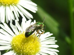 Augochlorini