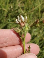 Horkeliella congdonis