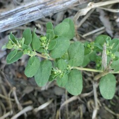 Euphorbia serpens