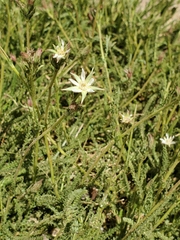 Horkeliella congdonis