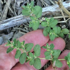 Euphorbia serpens