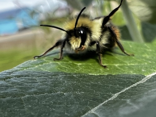 frigid bumble bee