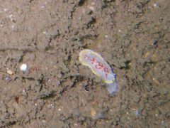 Diaphorodoris luteocincta